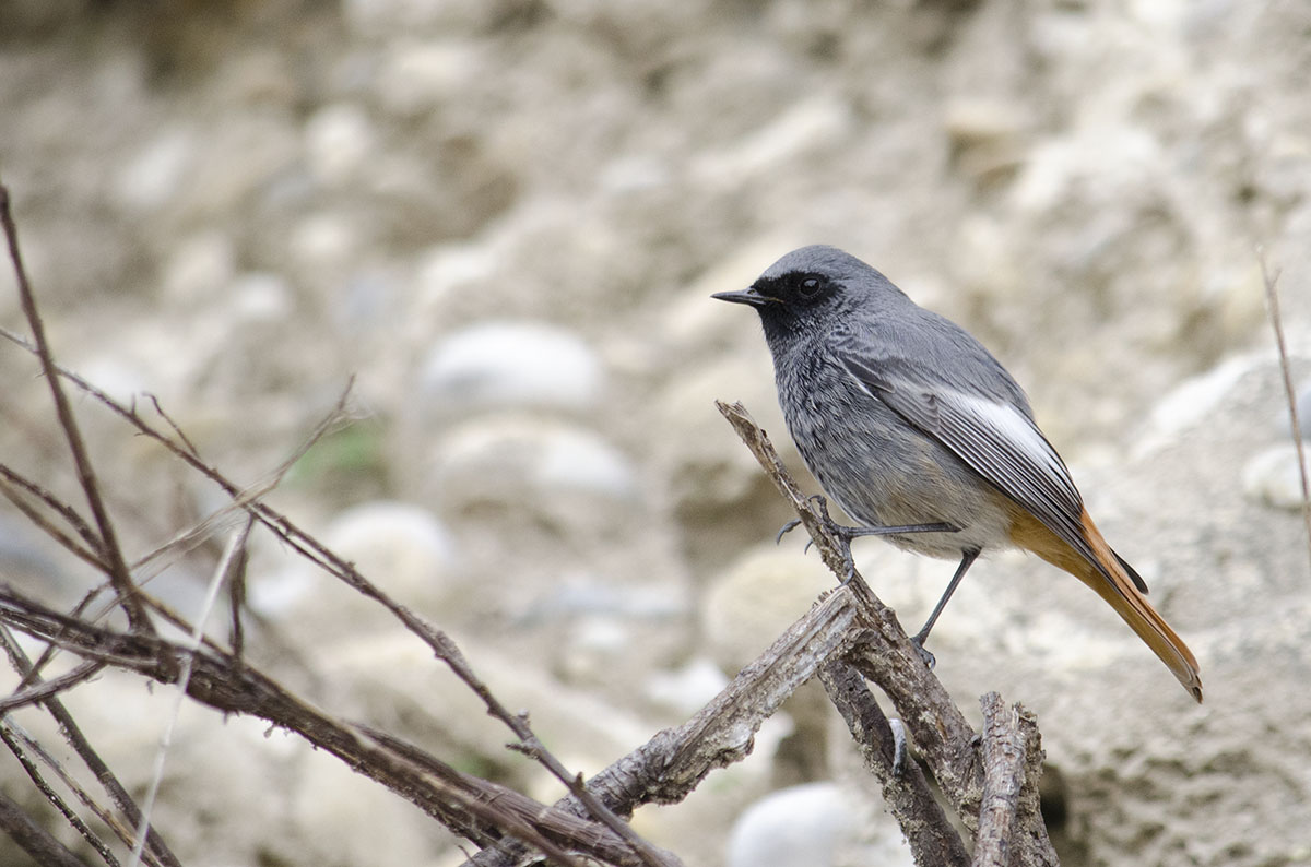 Black redstart