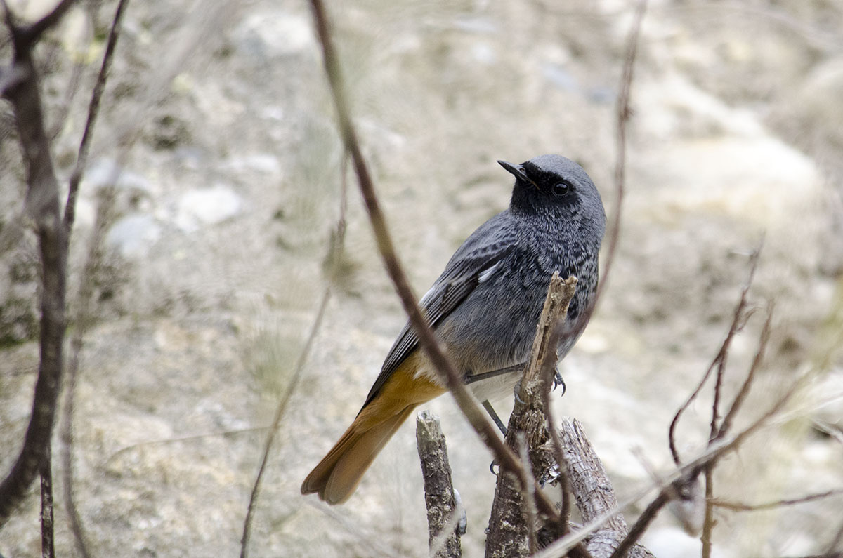 Black redstart