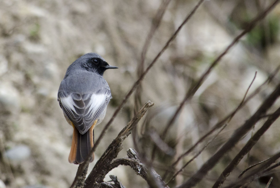 Black redstart