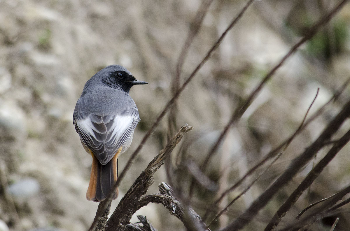 Black redstart