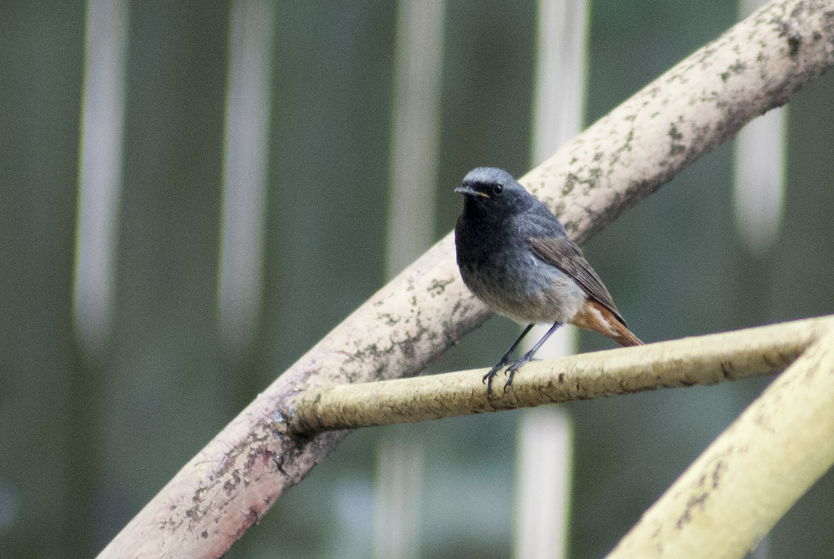 Black redstart