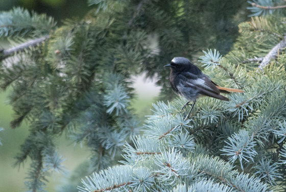 Black redstart