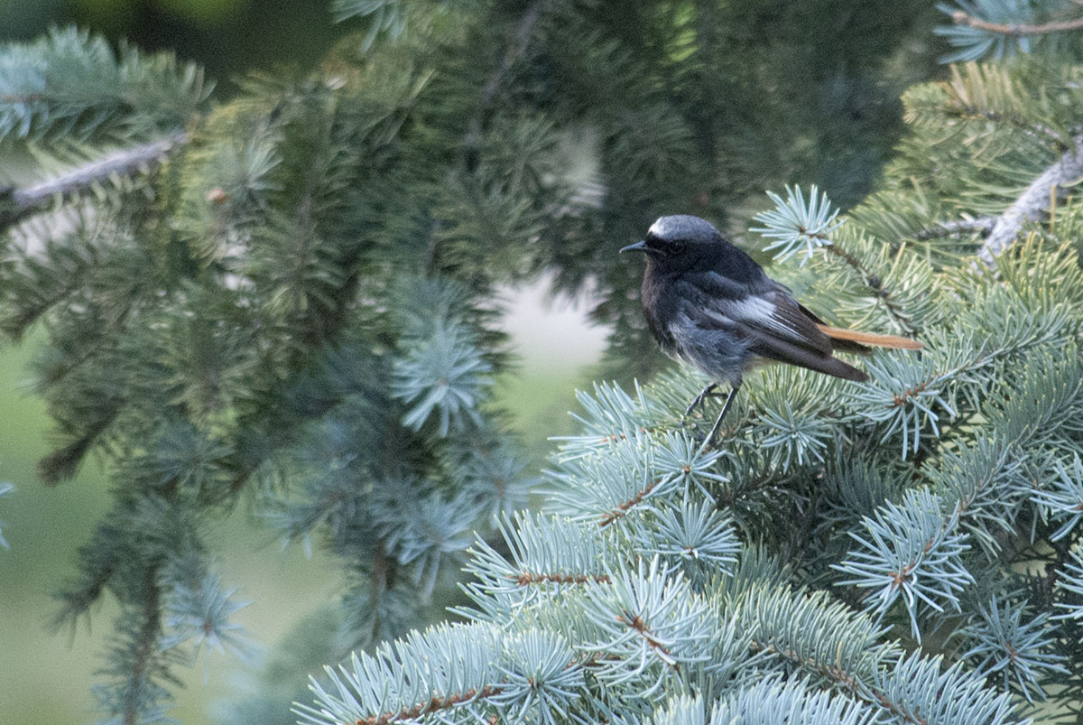 Black redstart
