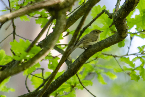 Common chiffchaff