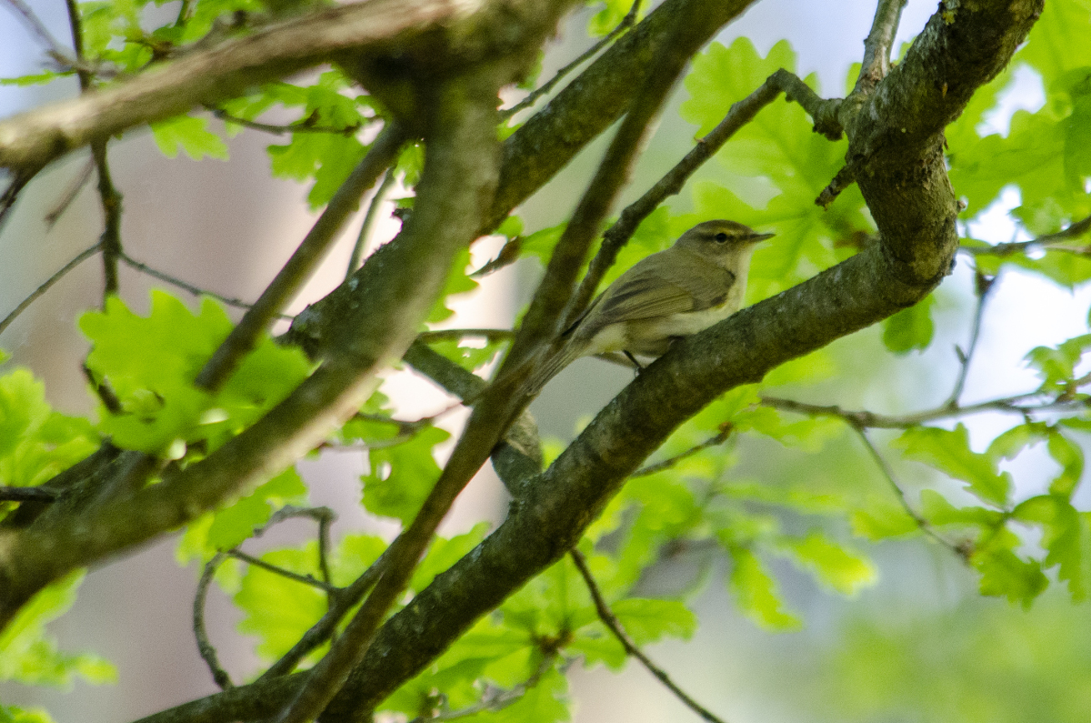 Common chiffchaff