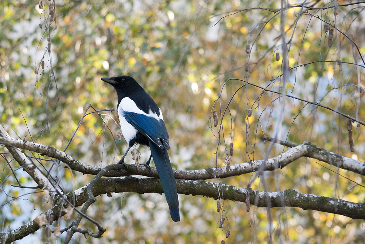 Magpie