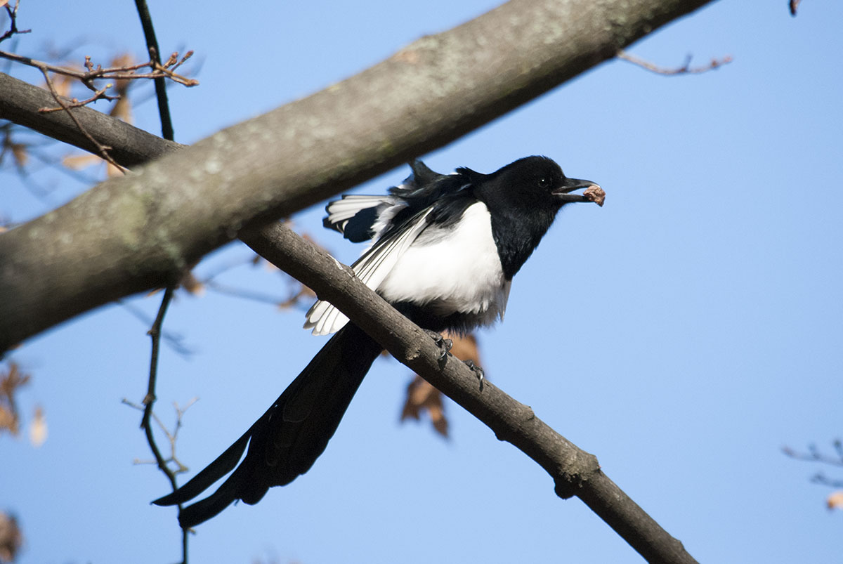Magpie