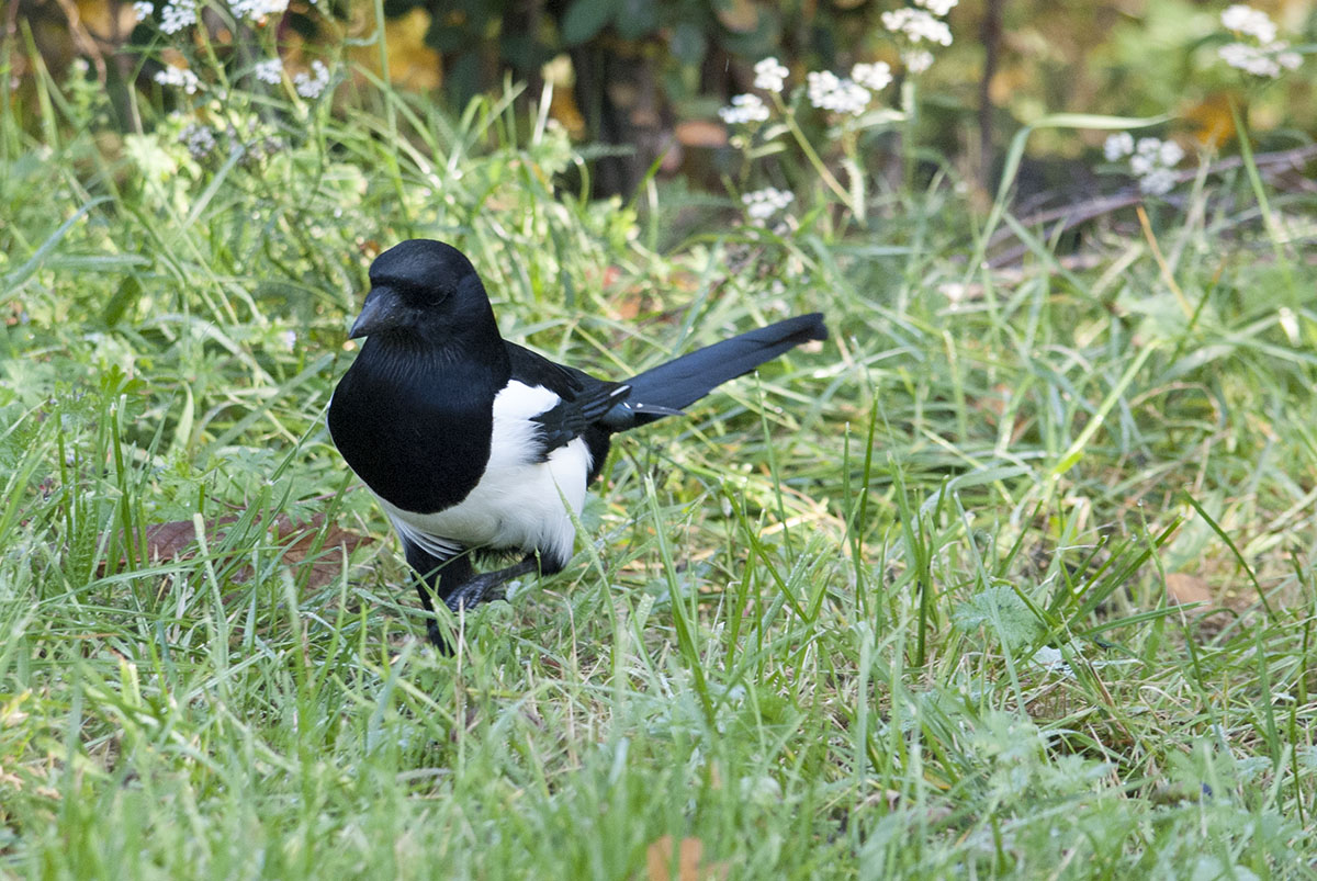 Magpie
