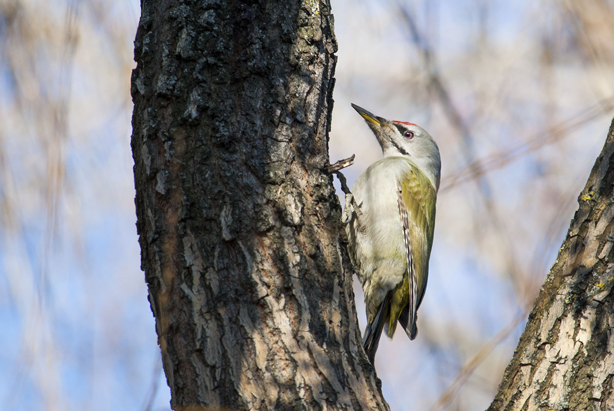 Grey-headed woodpecker
