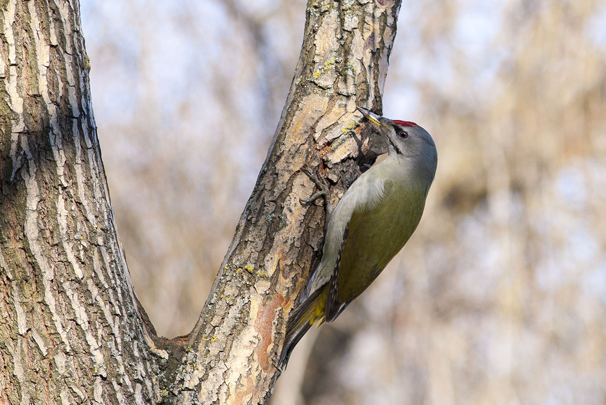 Grey-headed woodpecker