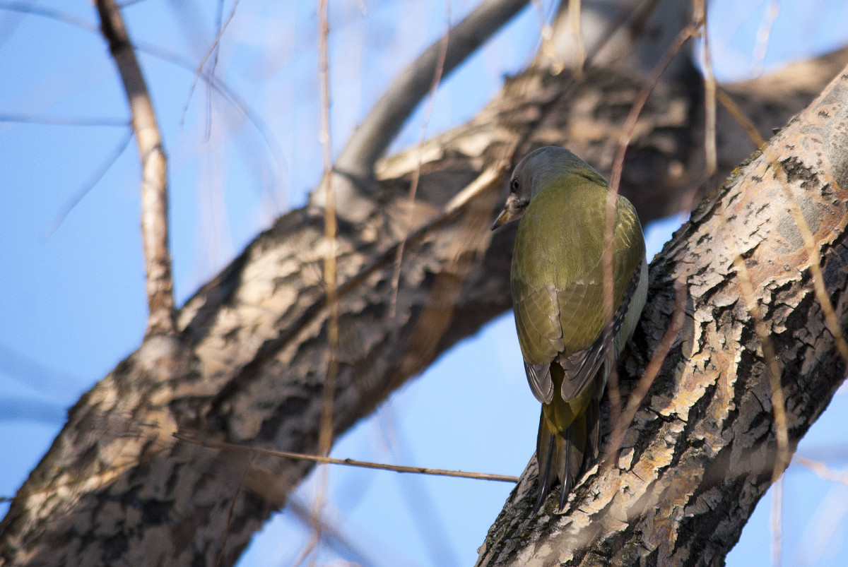 Grey-headed woodpecker
