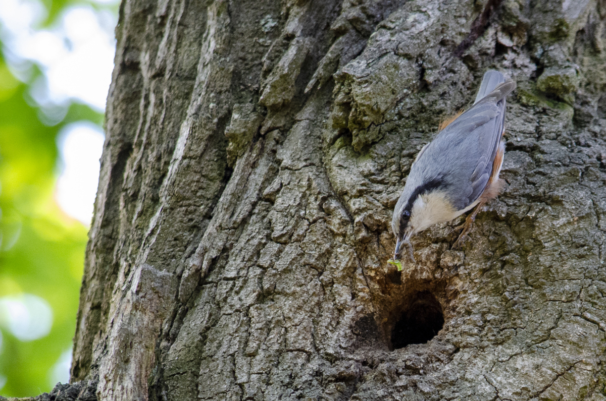 Wood Nuthatch