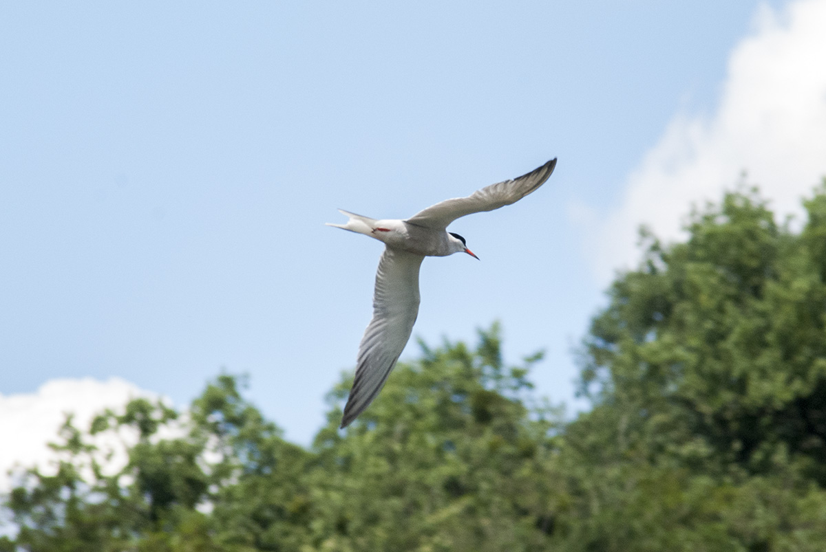 Tern