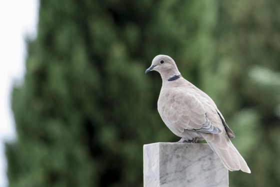 Collared Dove