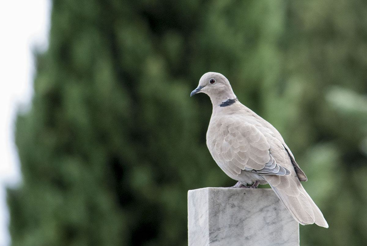 Collared Dove
