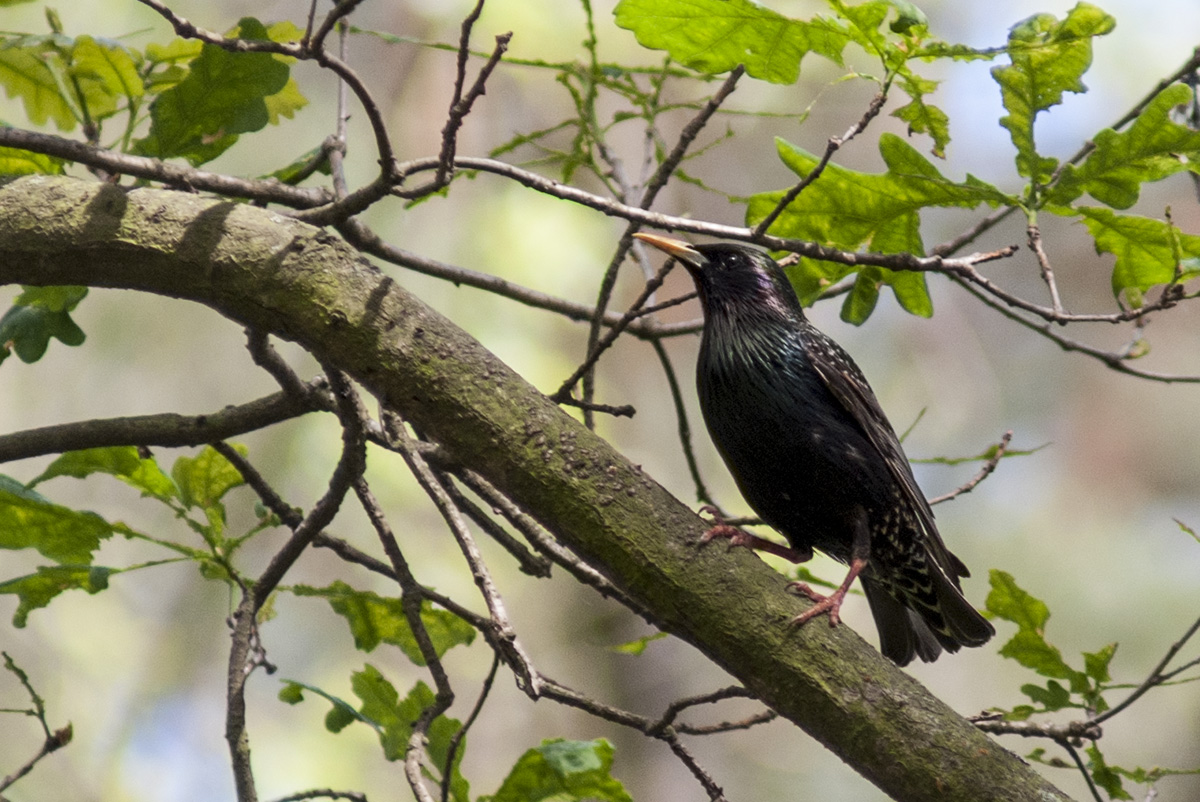 Starling