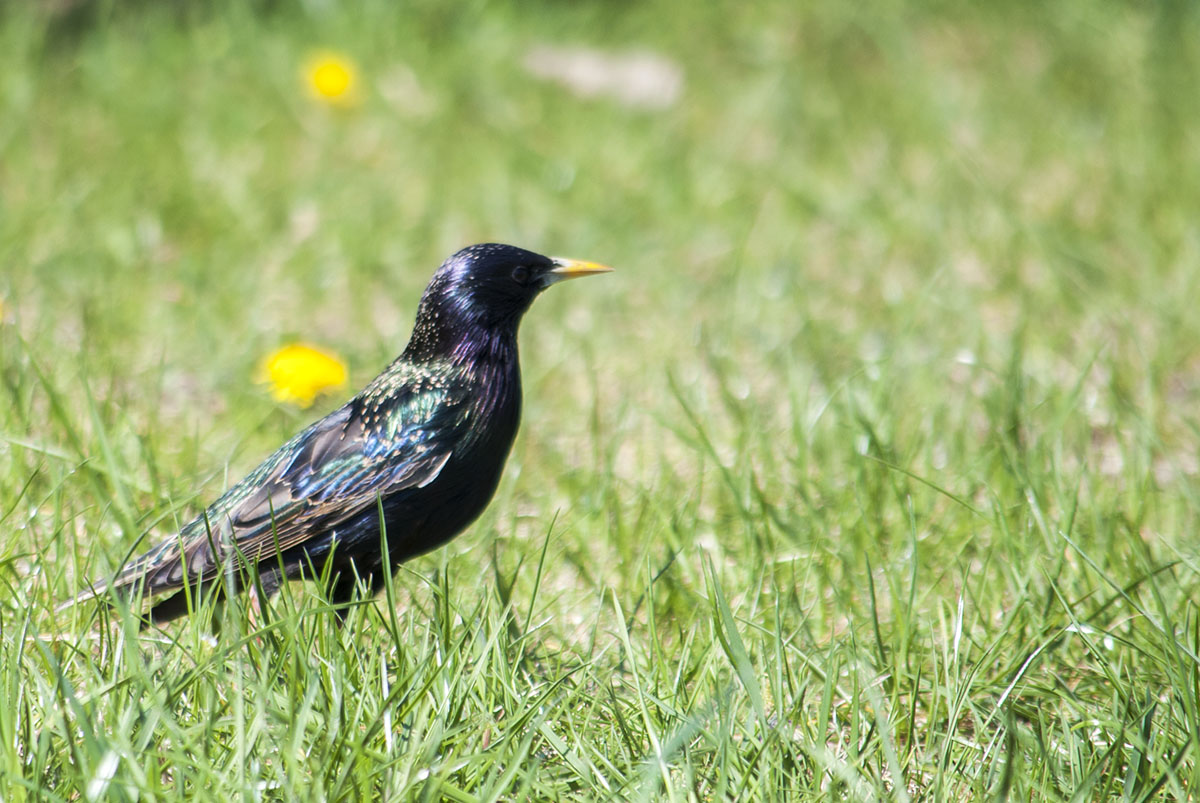 Starling