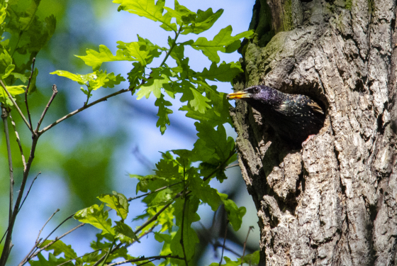 Starling