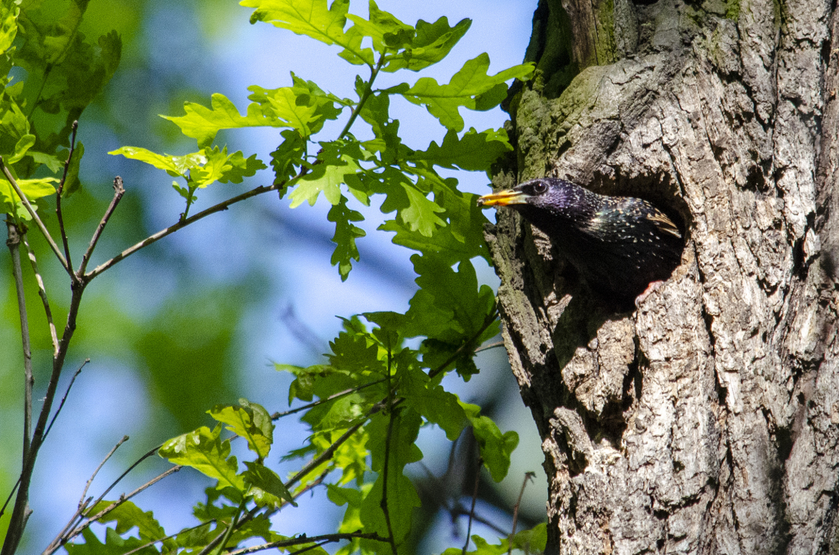 Starling