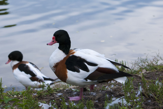 Common shelduck