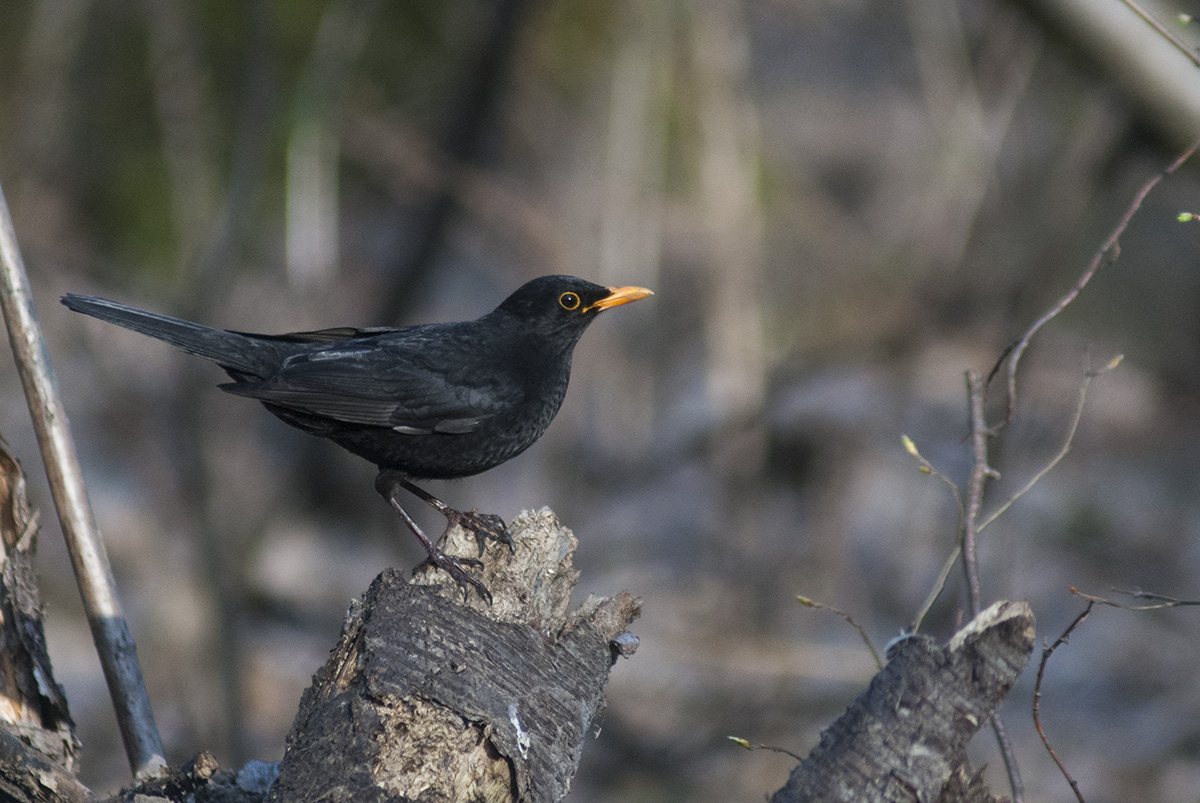 Blackbird (male)