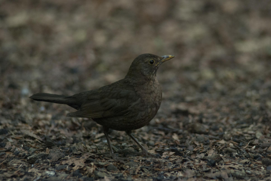 Blackbird (female)