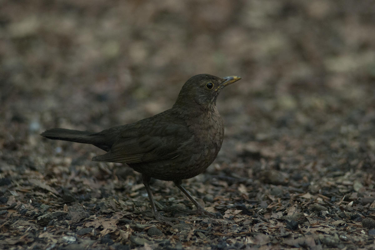 Blackbird (female)