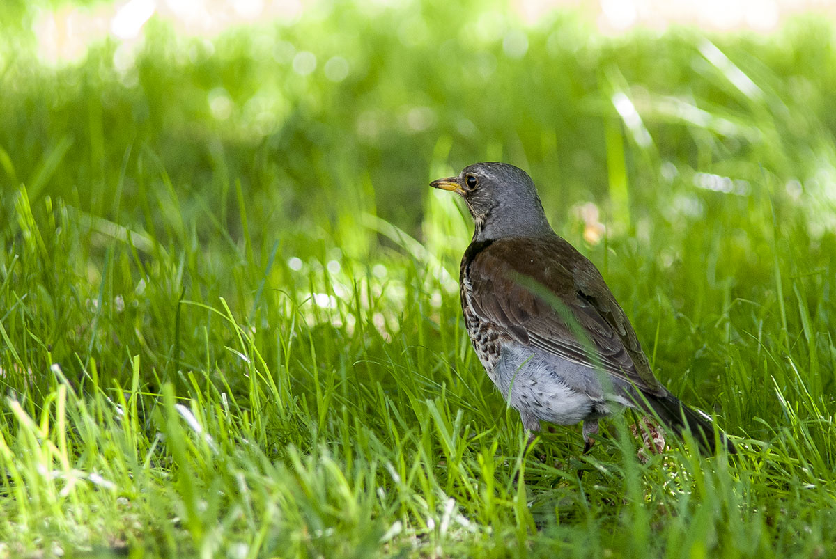 Fieldfare