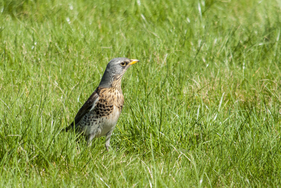 Fieldfare