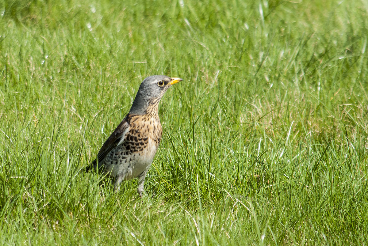 Fieldfare