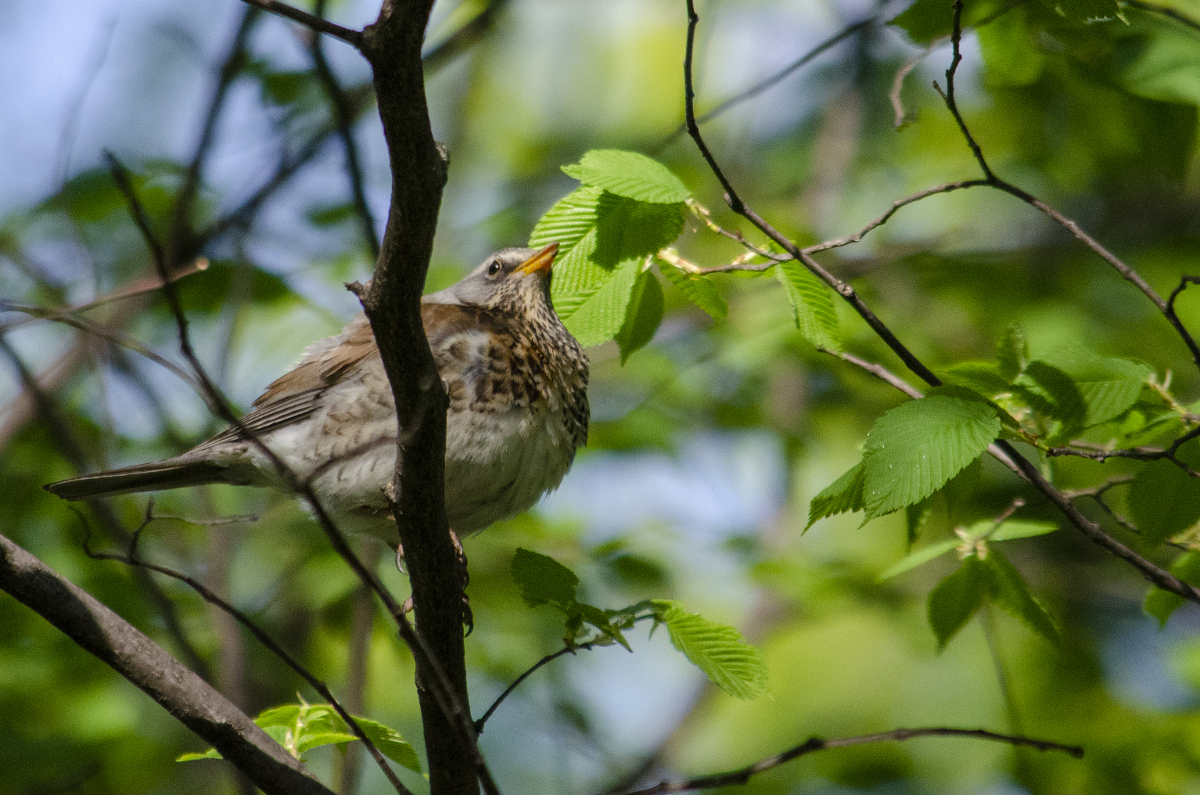 Fieldfare