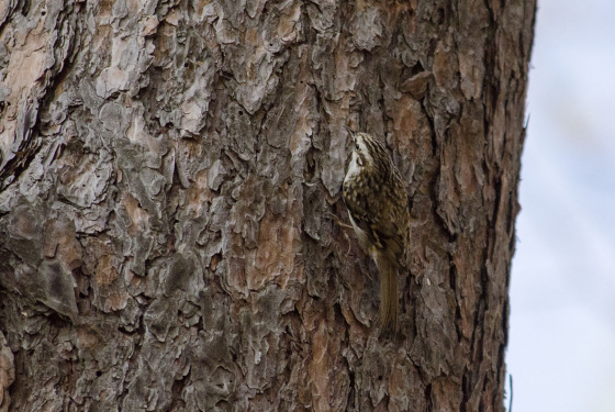 Eurasian treecreeper