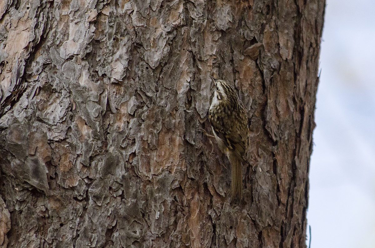 Eurasian treecreeper