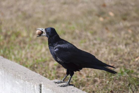 Rook