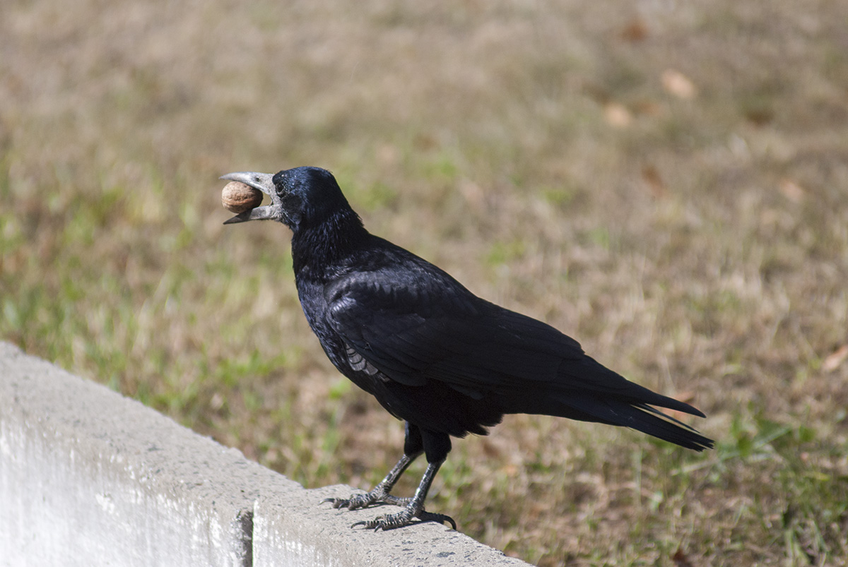 Rook