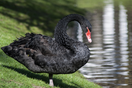 Black swan