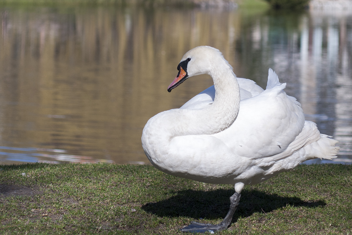 Mute swan