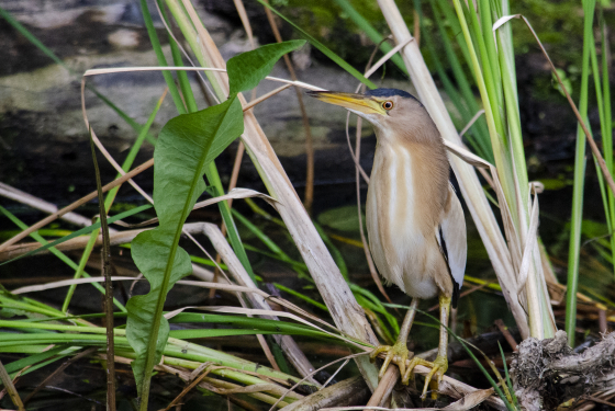 Little bittern