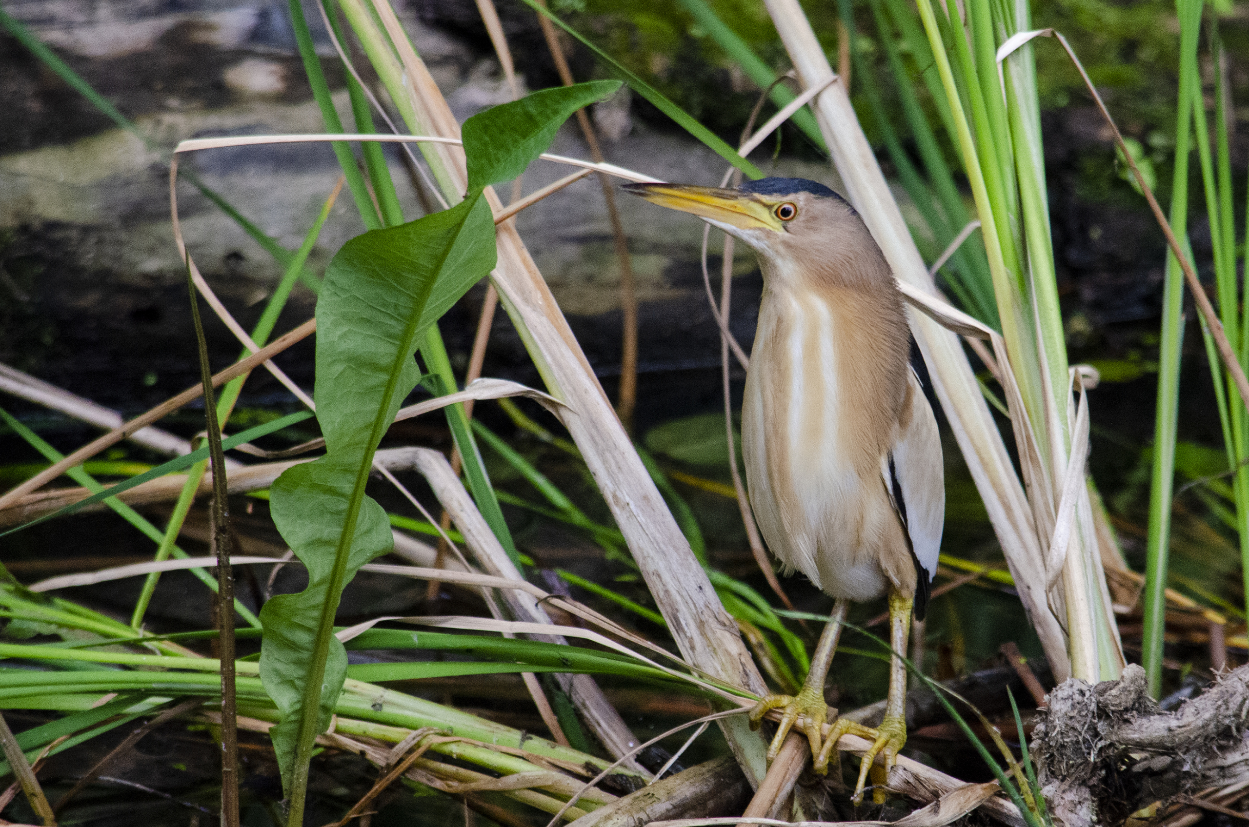 Little bittern