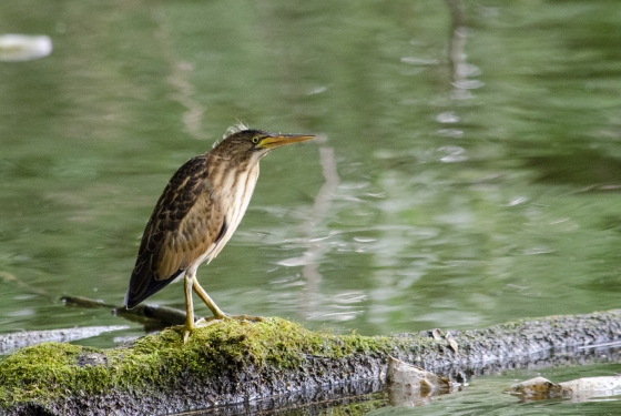 Little bittern
