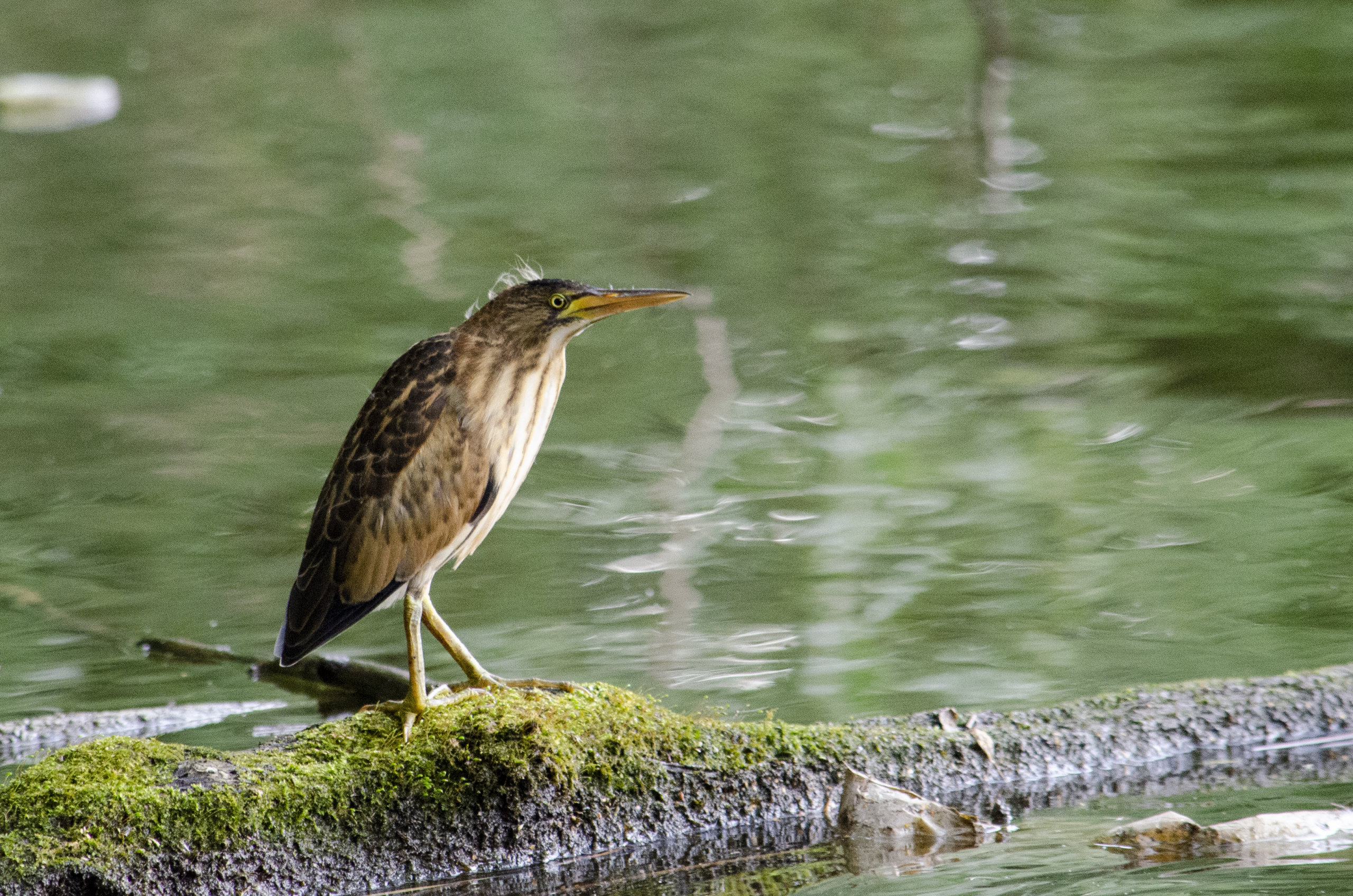Little bittern
