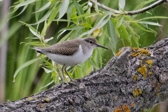 Common sandpiper