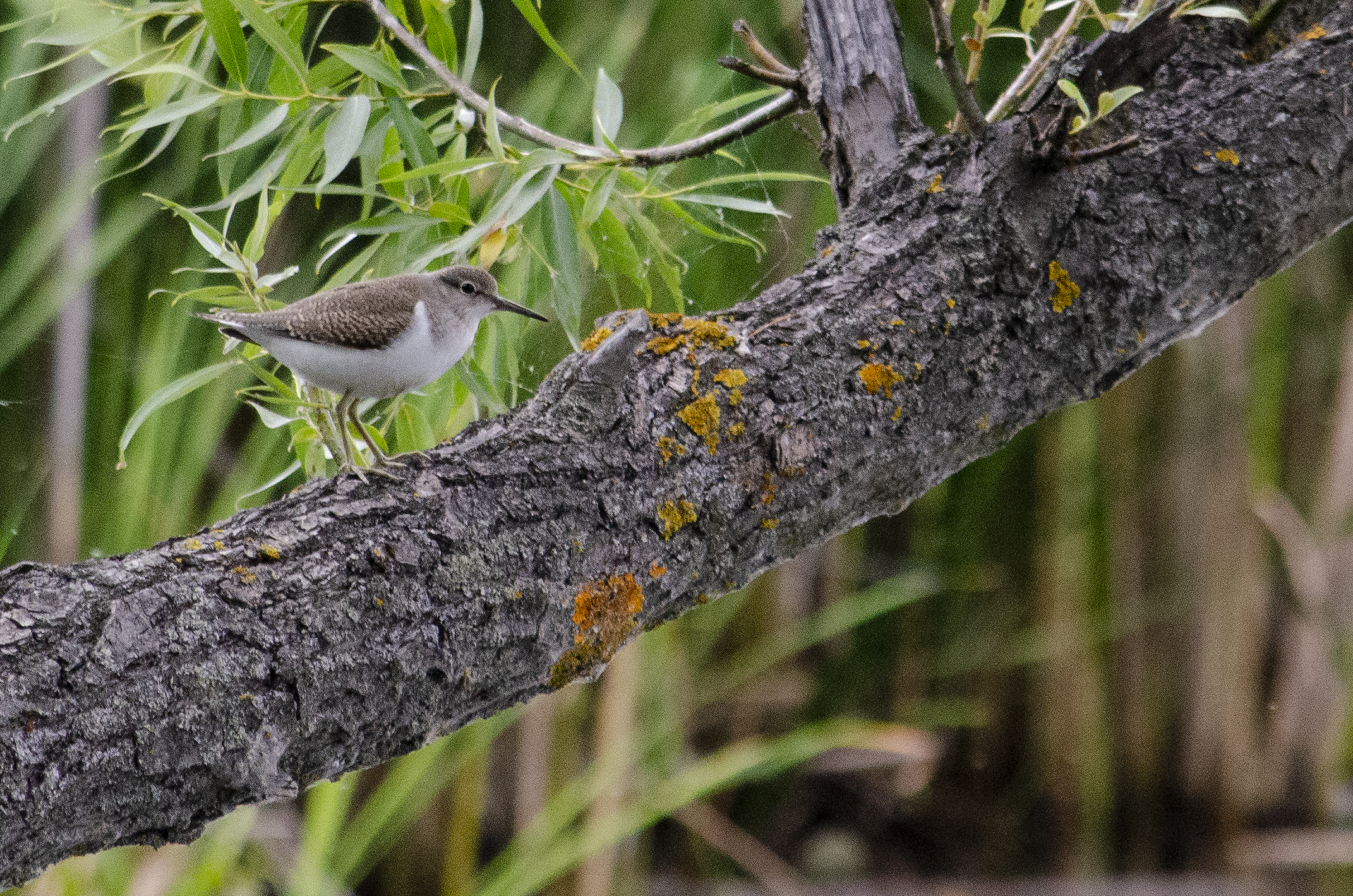 Common sandpiper