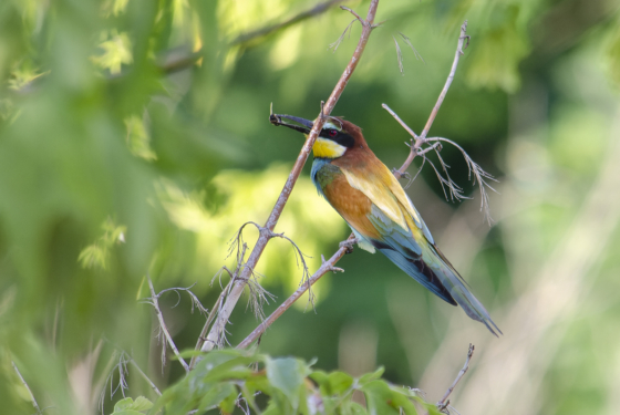 Merops apiaster