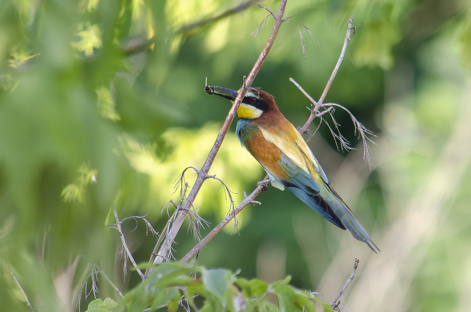 Merops apiaster