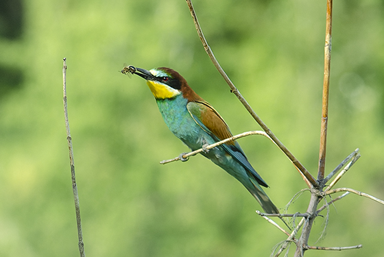 Merops apiaster