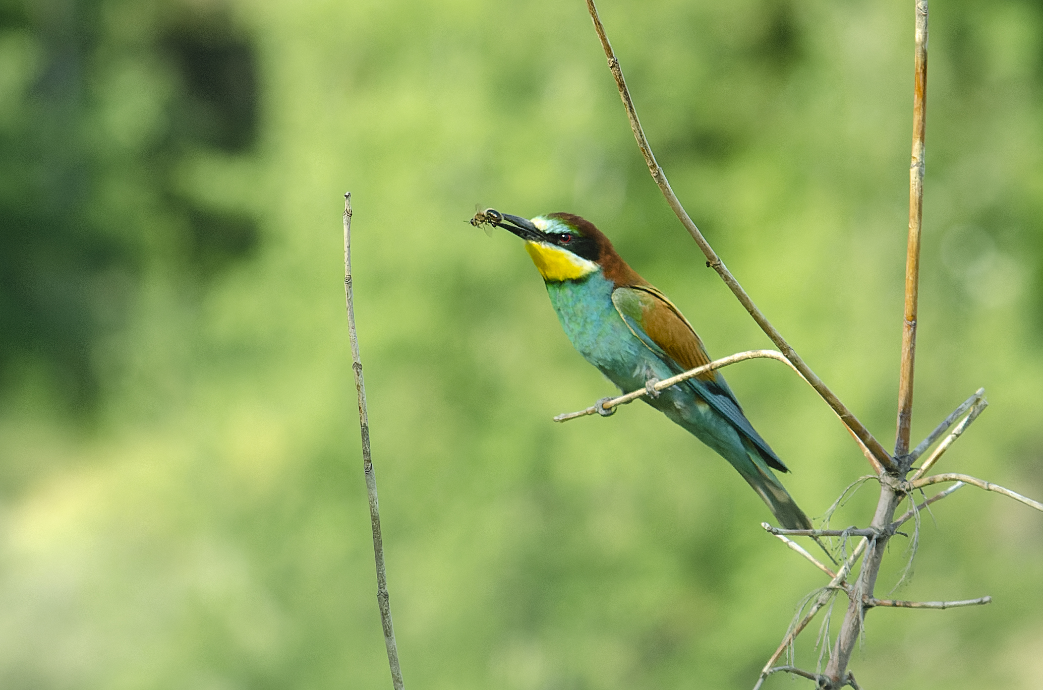 Merops apiaster