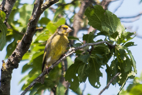 European greenfinch