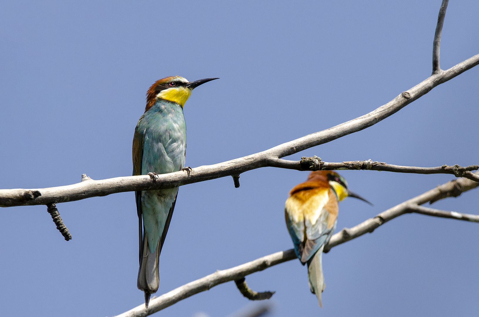 Merops apiaster