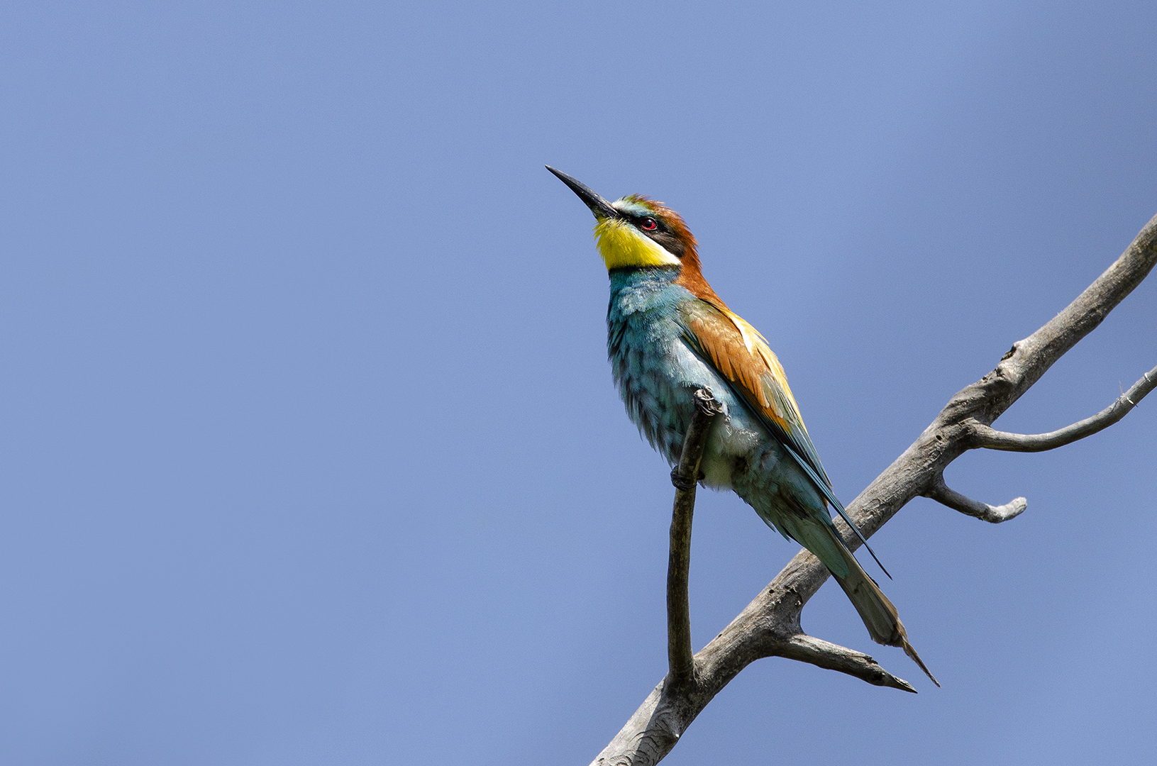 Merops apiaster